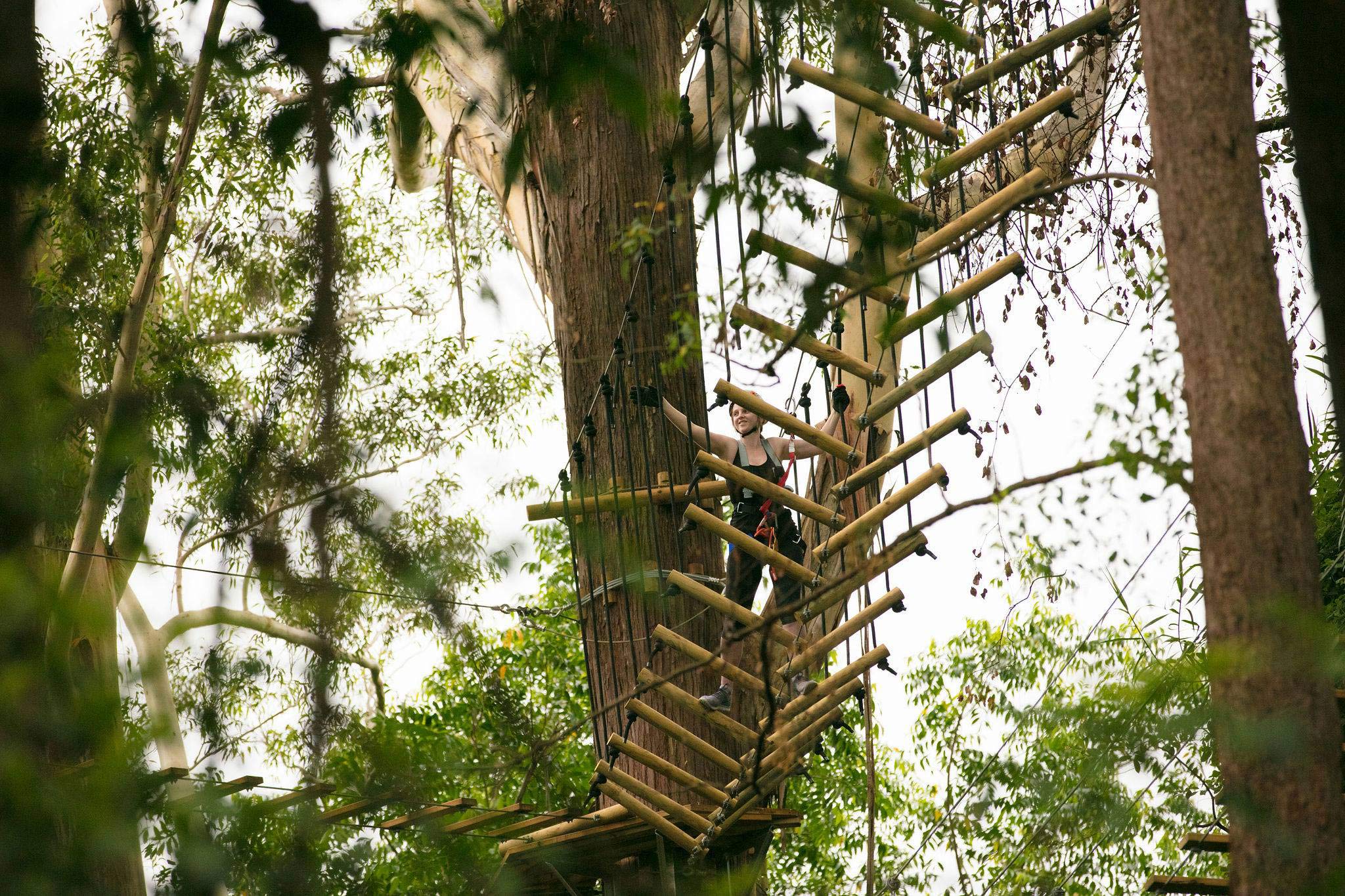 TreeTop Challenge hero